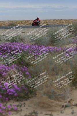 media/Jan-14-2023-SoCal Trackdays (Sat) [[497694156f]]/Turn 14 Exit Bloomig (145pm)/